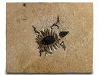 Extraordinary Fossil Baby Turtle (Axestemys) - Green River Formation #380899-4